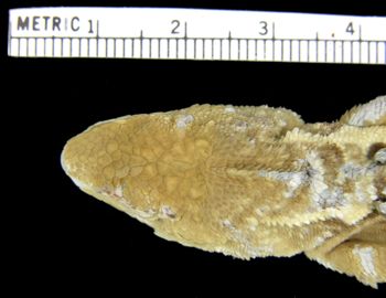 Media type: image; Herpetology R-12469